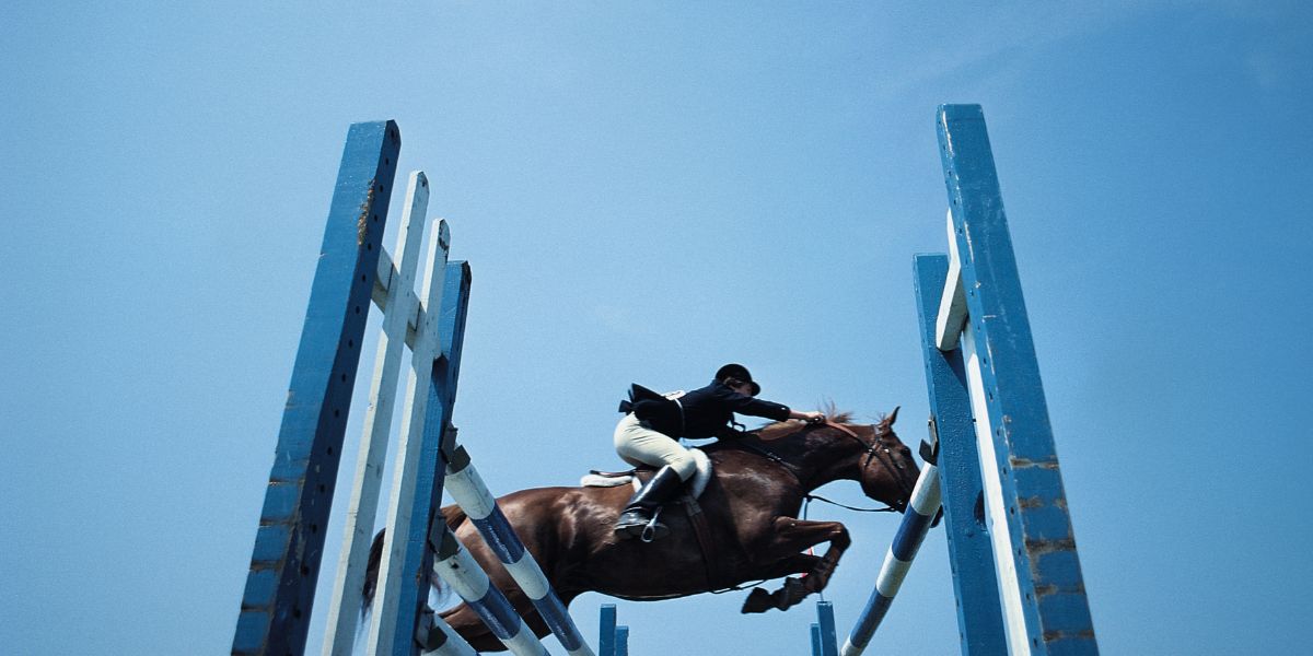chevaux de saut d'obstacles