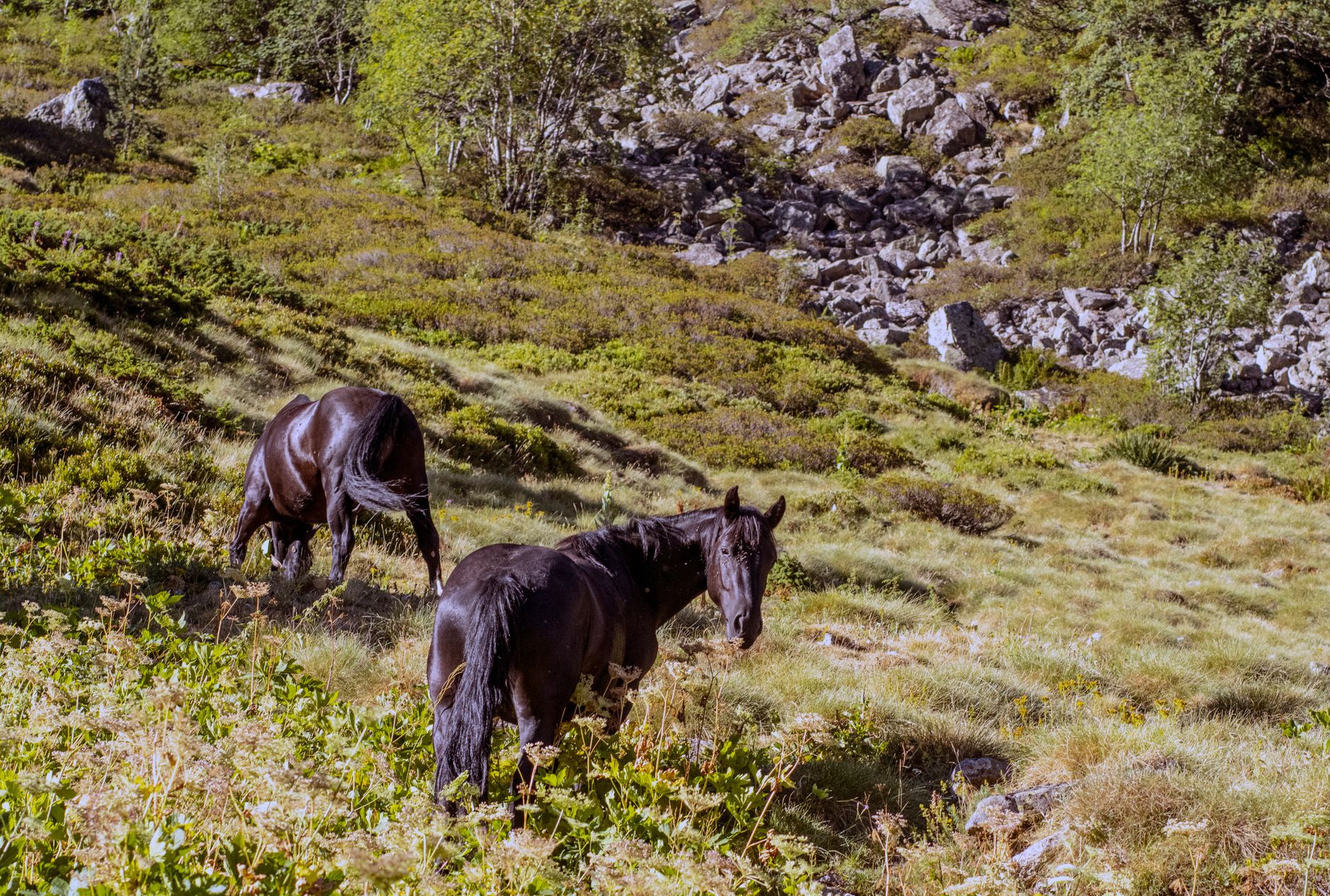 Analyse des chevaux à surveiller pour le Prix Pallanche Constructions du 16 septembre 2026