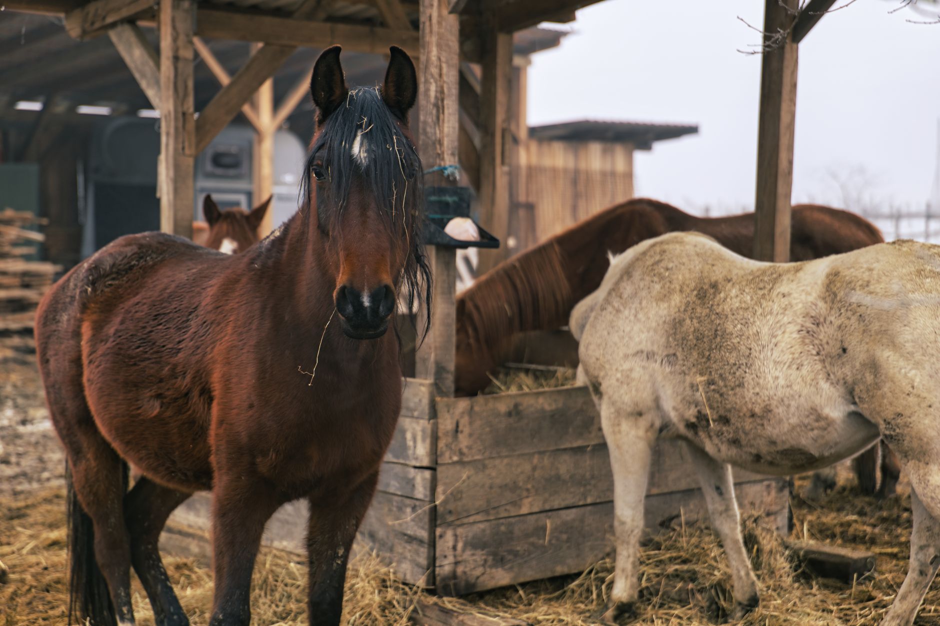 Ces chevaux inattendus pourraient bouleverser le Prix de Mehun sur Yèvre