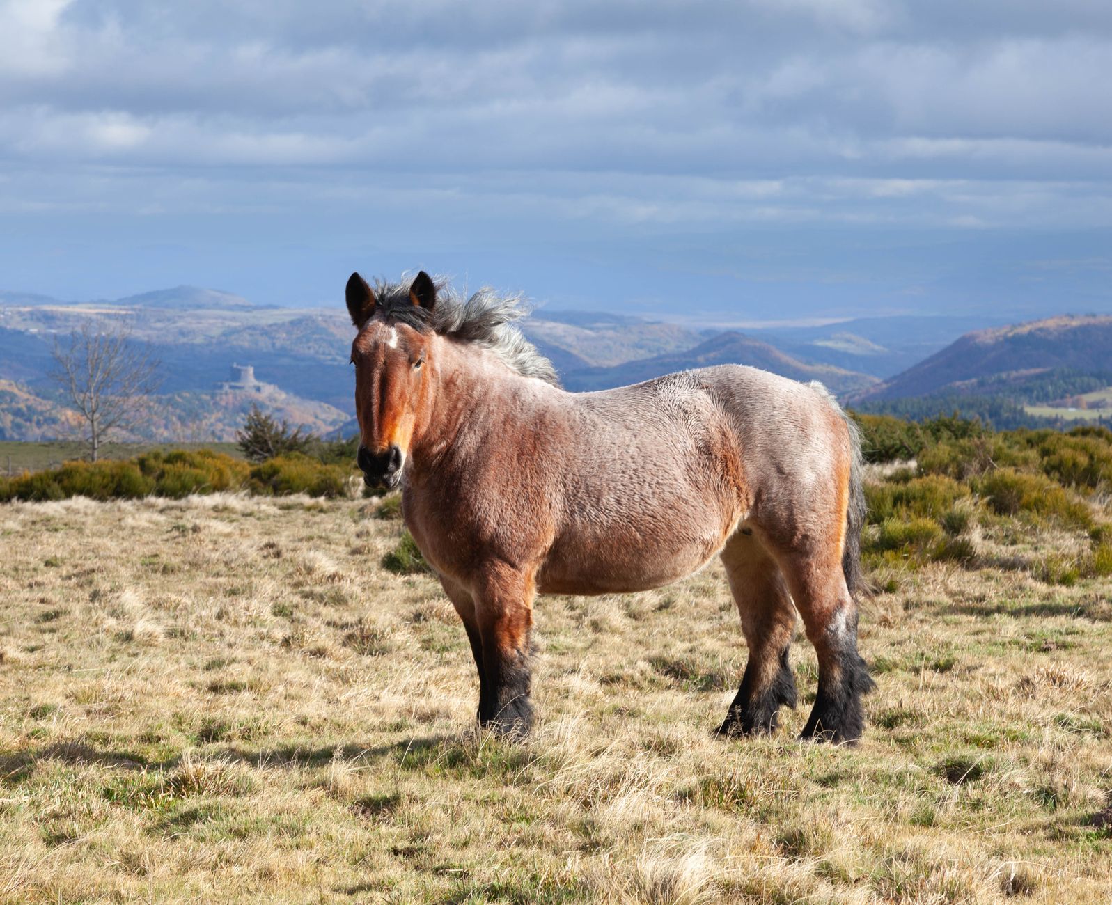 Prix de Mortain : quels chevaux dominent et quelles sont leurs cotes ?