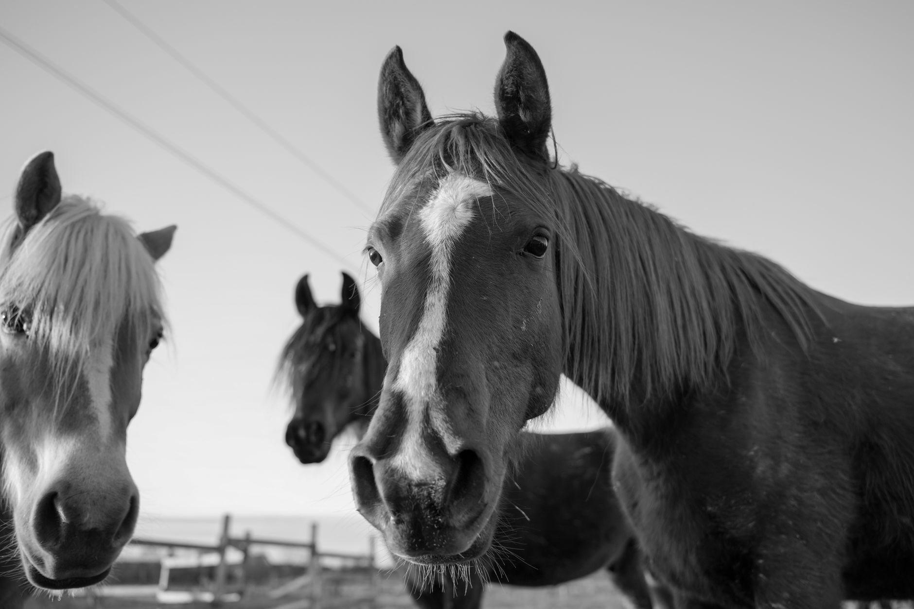 Ces chevaux sous-estimés pourraient créer la surprise au Quinté+ du 21 septembre