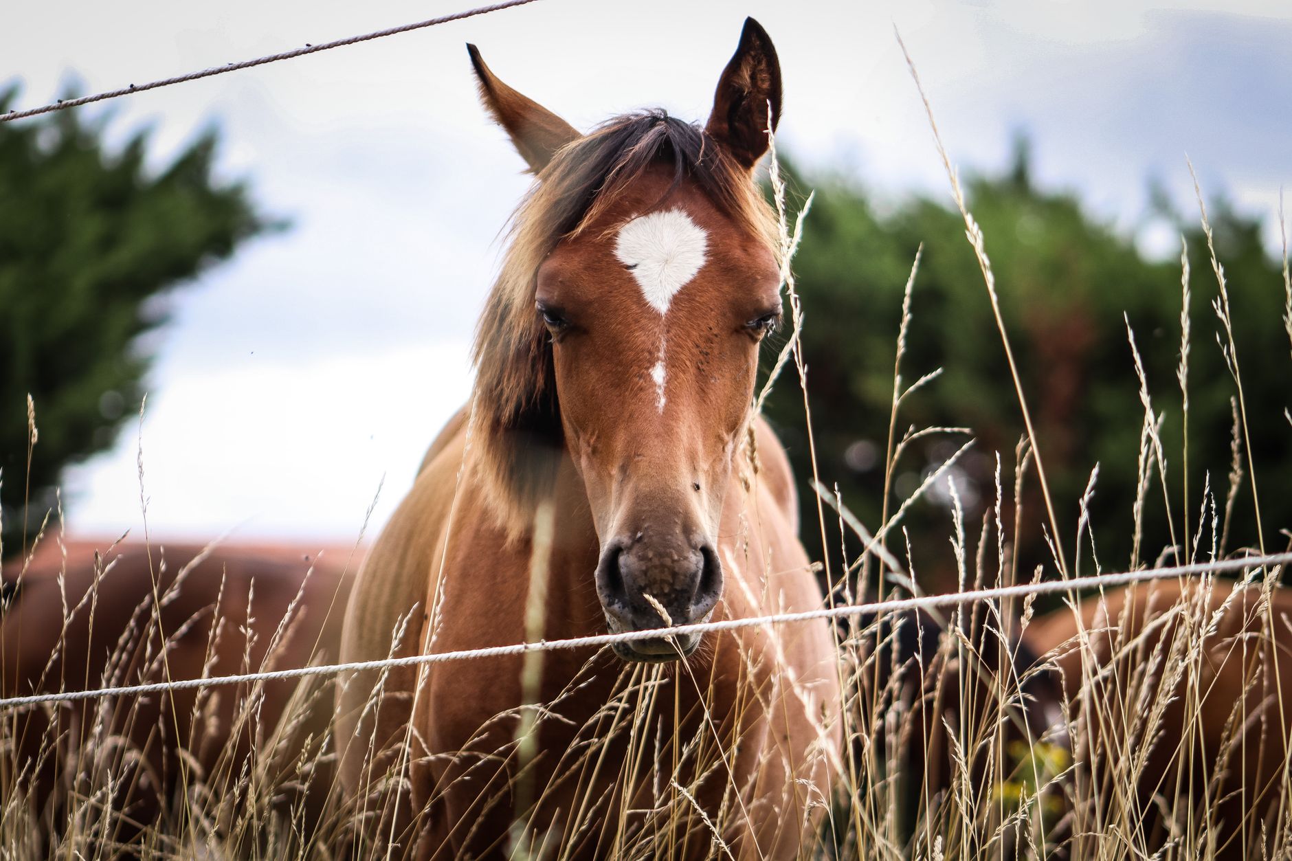 Les chevaux méconnus qui pourraient briller au Prix Austria