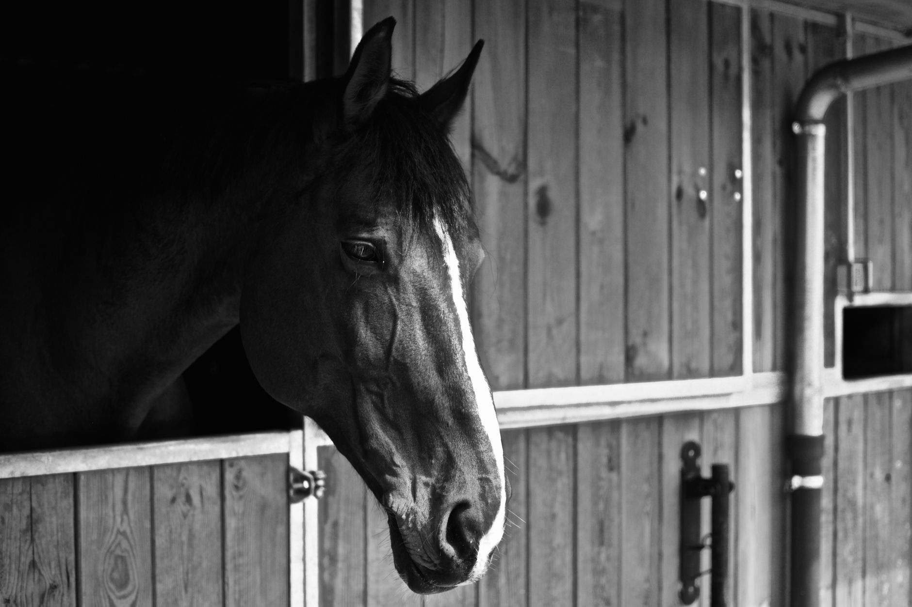 Les véritables favoris du Prix de Saint-Chamond : qui s'impose vraiment ?