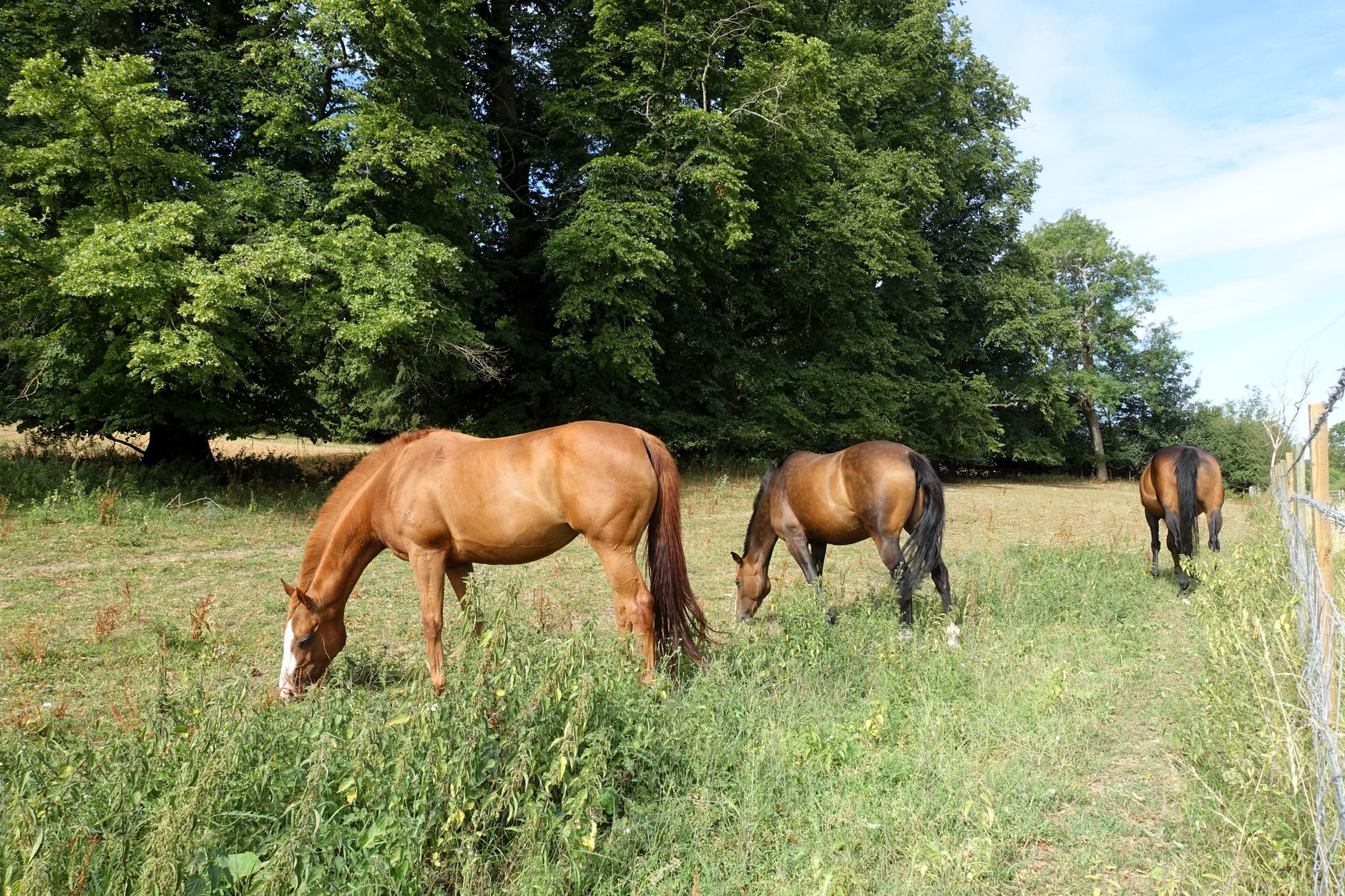 Les chevaux outsiders à suivre pour le Prix de la Chambre du Duc