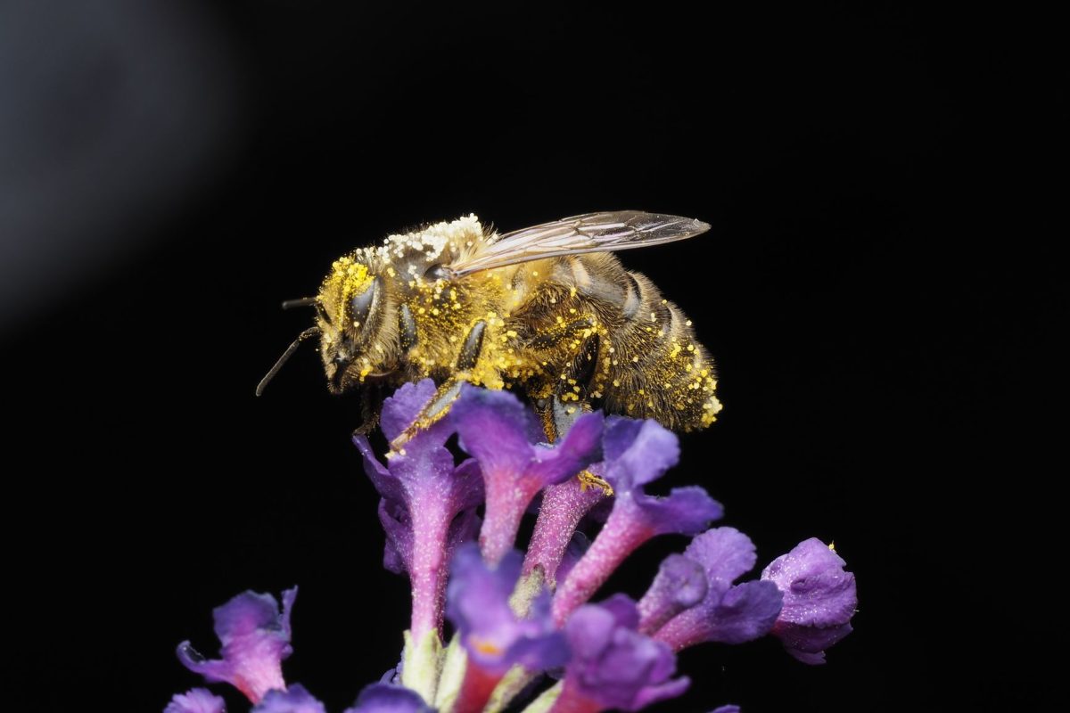 Comment anticiper efficacement les allergies saisonnières