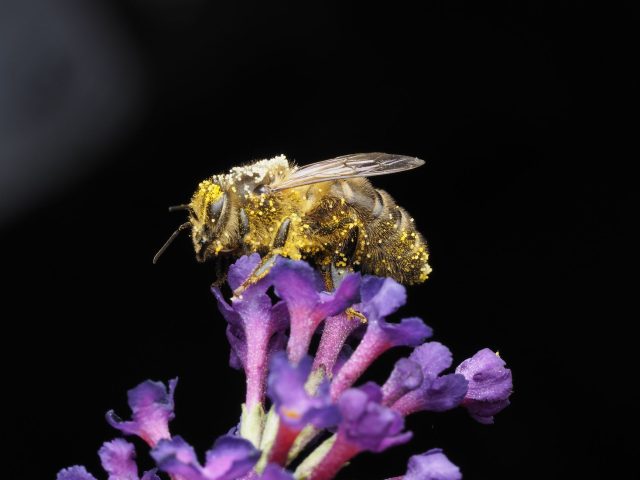 Comment anticiper efficacement les allergies saisonnières