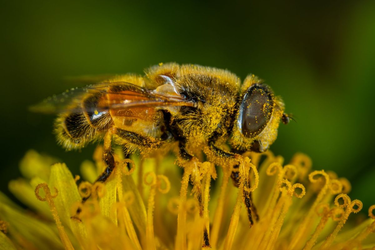 Quelles sont les meilleures pratiques pour prévenir les allergies saisonnières ?