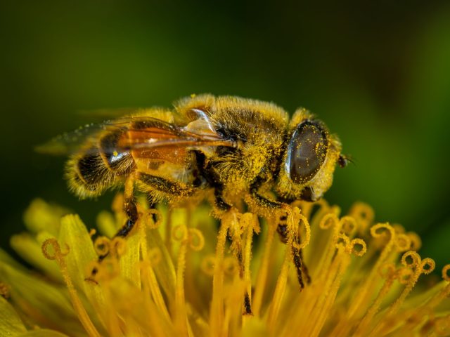 Quelles sont les meilleures pratiques pour prévenir les allergies saisonnières ?