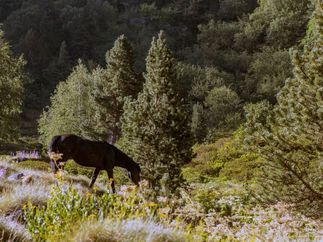 Comparatif des meilleurs sites pour parier sur les chevaux