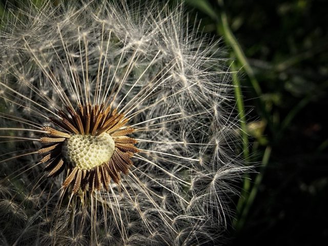 Meilleures pratiques pour se préparer aux allergies saisonnières