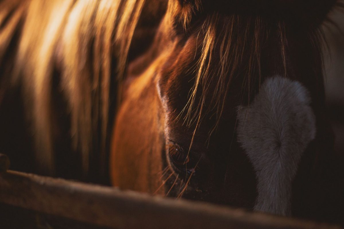 Comment bien parier sur les chevaux