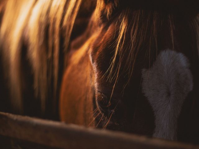 Comment bien parier sur les chevaux