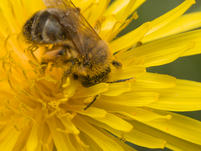 Préparer son corps aux allergies saisonnières : les meilleures pratiques