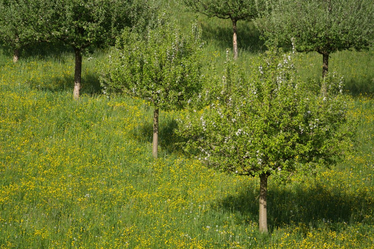 Préparer son corps aux allergies saisonnières