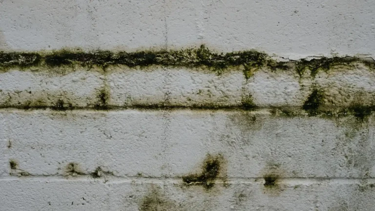 Un mur couvert de moisissures dues à l'humidité