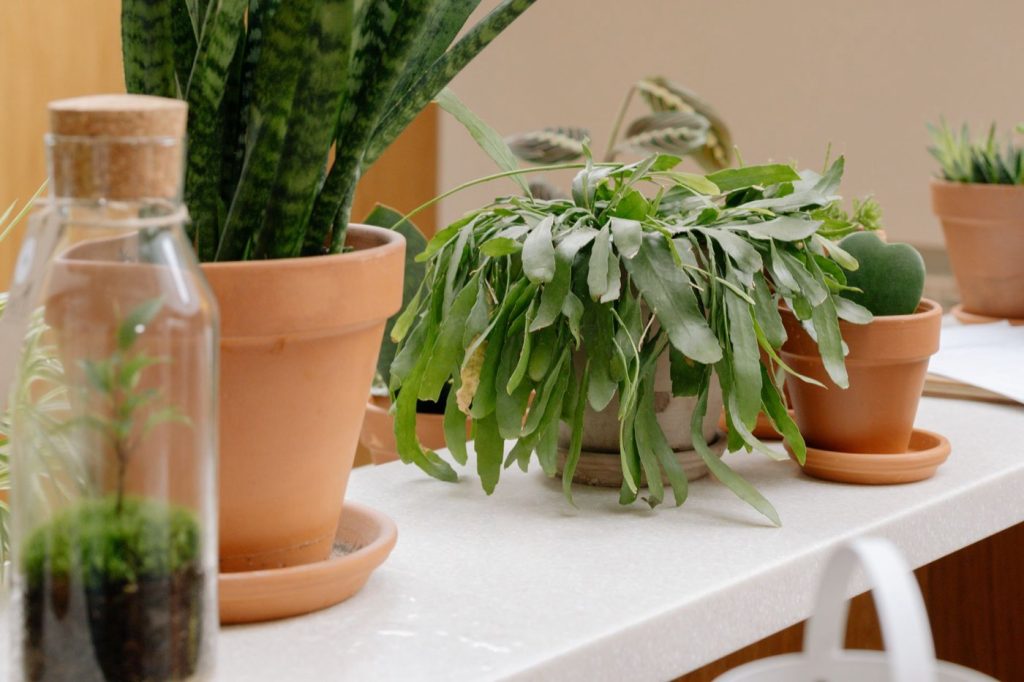 Plantes d'interieur faciles pour debutants